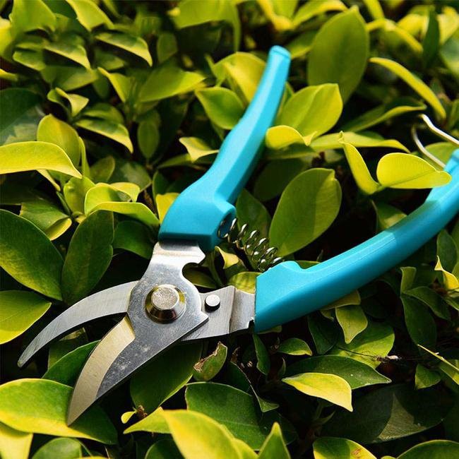 Garden Shears Small Cutting Tool scene
