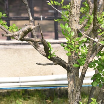 hand pruner anvil type hand pruner anvil type