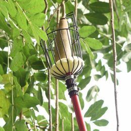 Elma hasat ederken nelere dikkat etmeliyim?